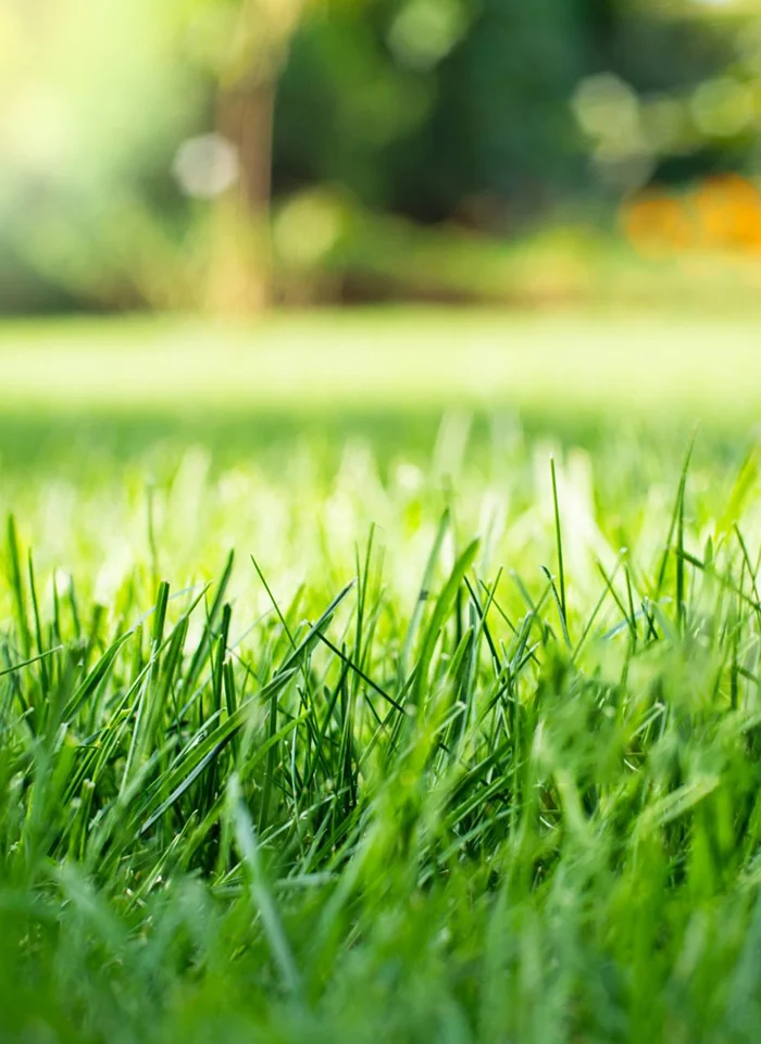 Zoom sur brins d'herbes biotextile - Gazon naturel